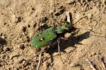 Cicindela campestris.jpg